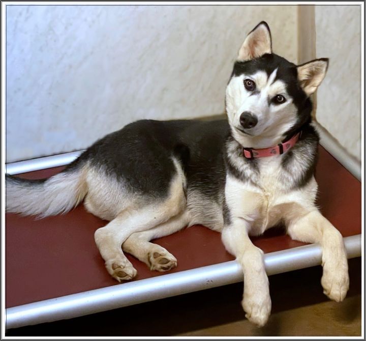 Holly, an adopted Husky in Lacon, IL_image-1