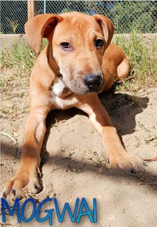 Mogwai, an adoptable Hound & Labrador Retriever Mix in Cantonment, FL_image-1