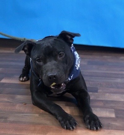 Duke, an adoptable Pit Bull Terrier & Black Labrador Retriever Mix in Weatherford, TX_image-3