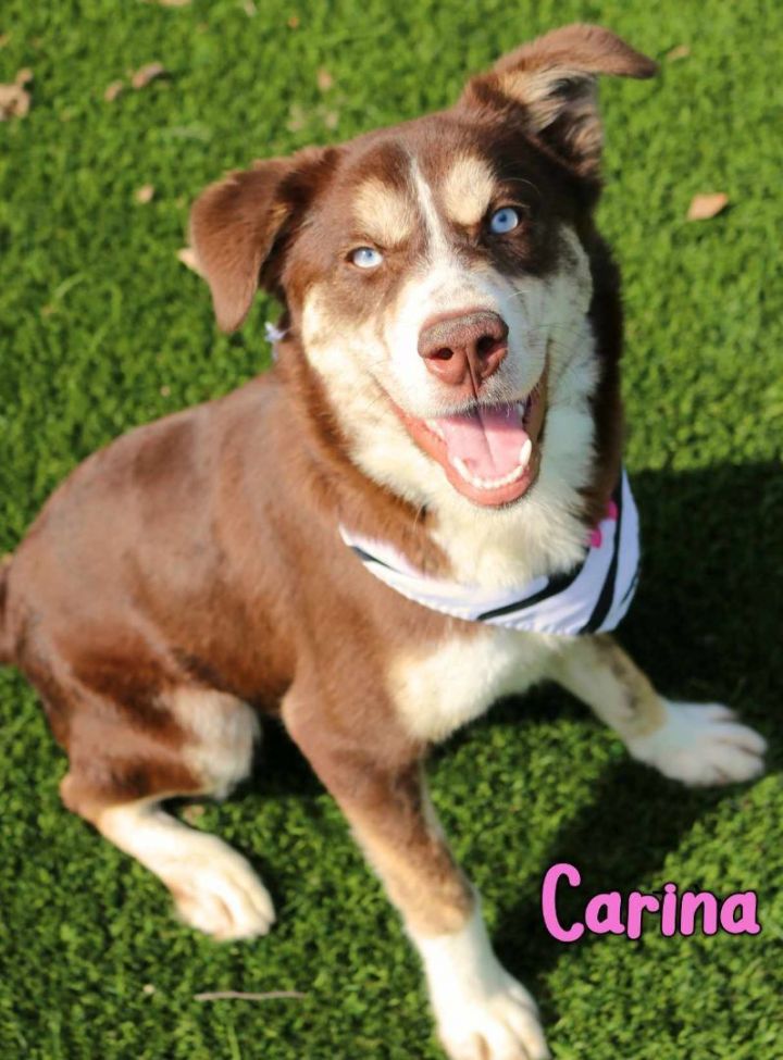Carina in NH! Open House 3/1 and 3/2 more info in bio! , an adoptable Husky & Labrador Retriever Mix in Manchester, NH_image-1