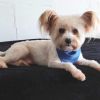 Chico