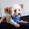 Chico