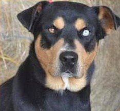 Bear, an adoptable Rottweiler & Husky Mix in Weatherford, TX_image-1