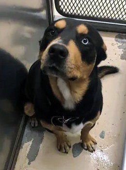 Bear, an adoptable Rottweiler & Husky Mix in Weatherford, TX_image-2