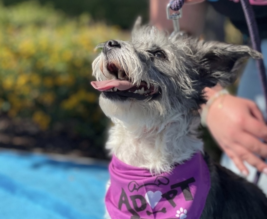 Piper