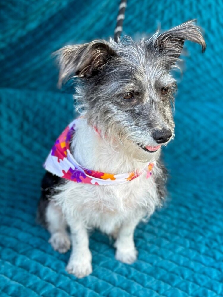 Piper