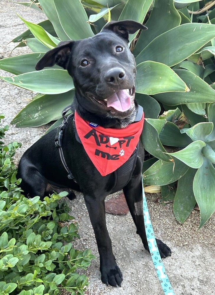 Jax Amelia