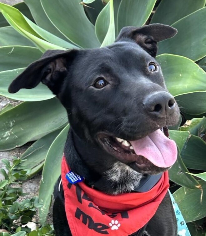 Jax Amelia