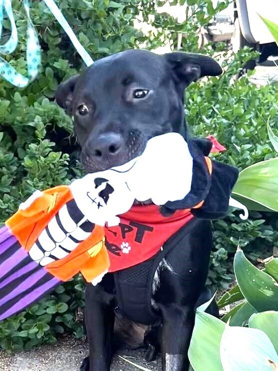 Jax Amelia