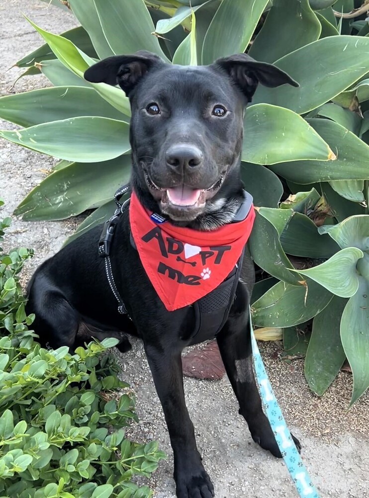 Jax Amelia