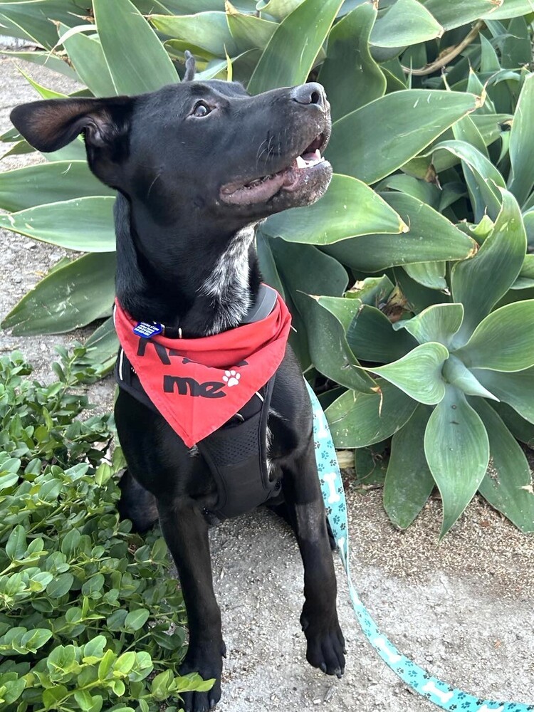 Jax Amelia