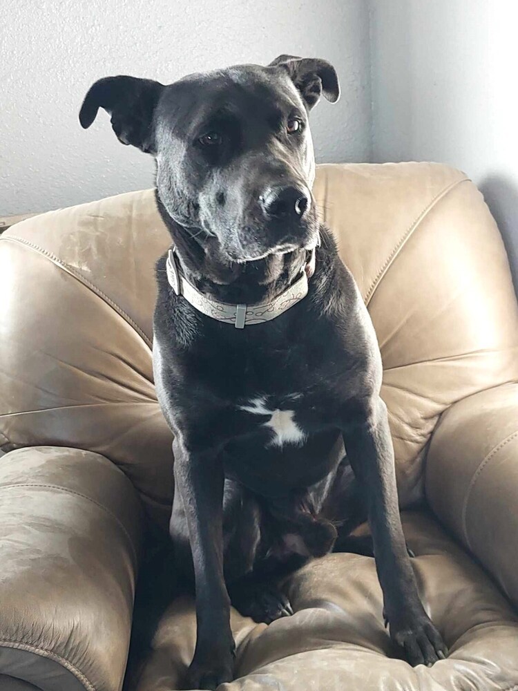 Scoob-Bear