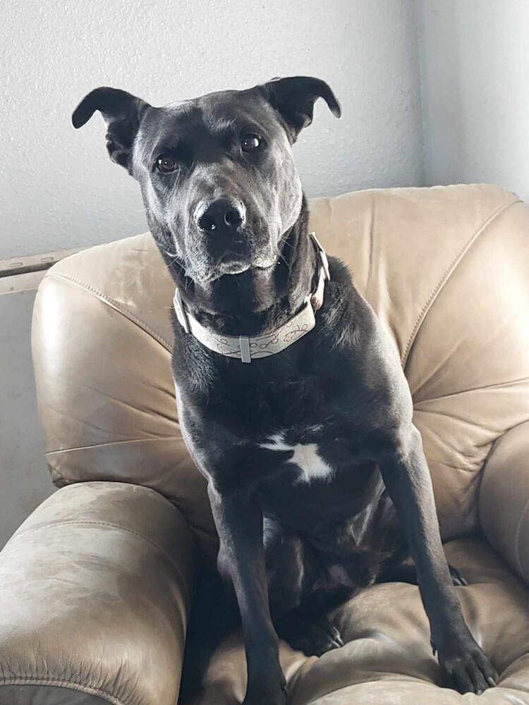Scoob-Bear