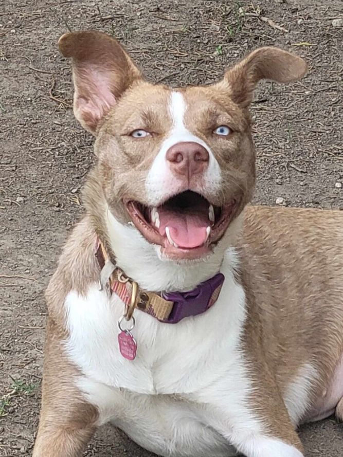 Husky mix with hot sale blue nose pitbull