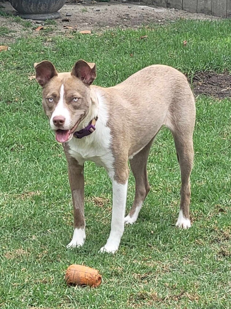 Nala Girl