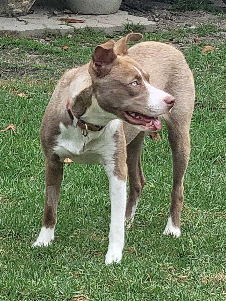 Nala Girl