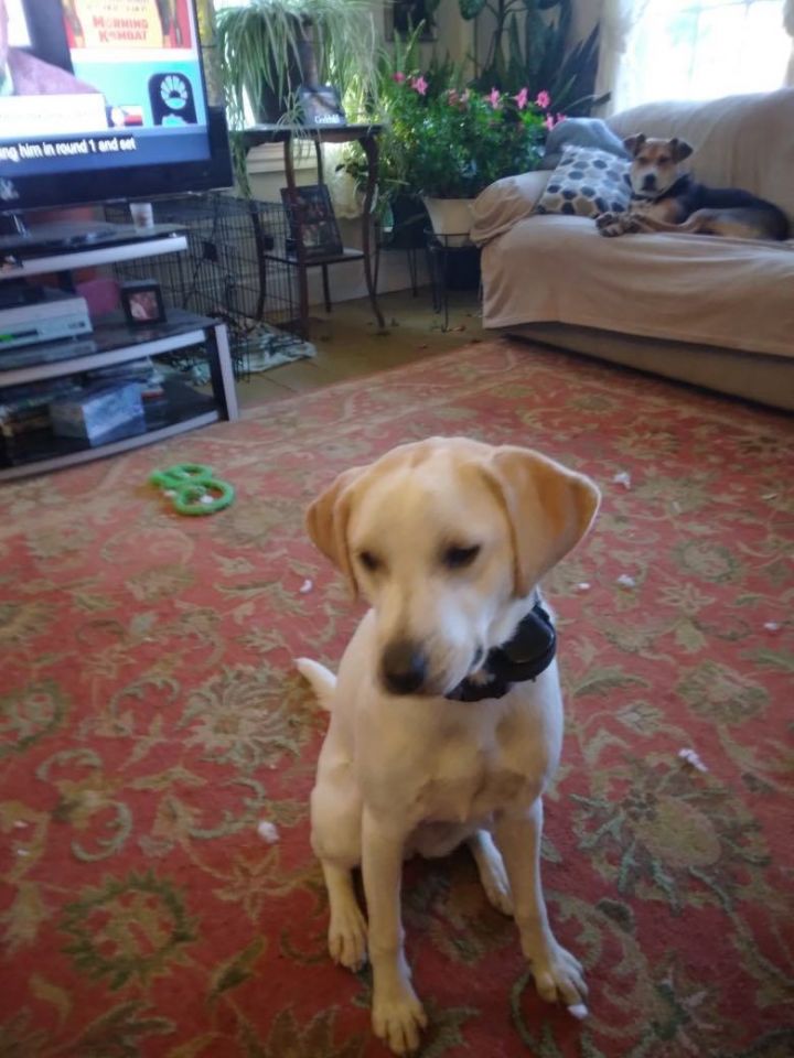 Lola, an adoptable Beagle & Labrador Retriever Mix in Brunswick, ME_image-2
