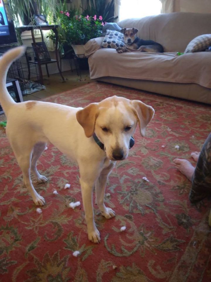 Lola, an adoptable Beagle & Labrador Retriever Mix in Brunswick, ME_image-3