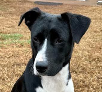 Wednesday, an adopted Terrier & Hound Mix in Cumming, GA_image-1