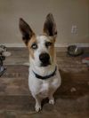 Trotter photo 1