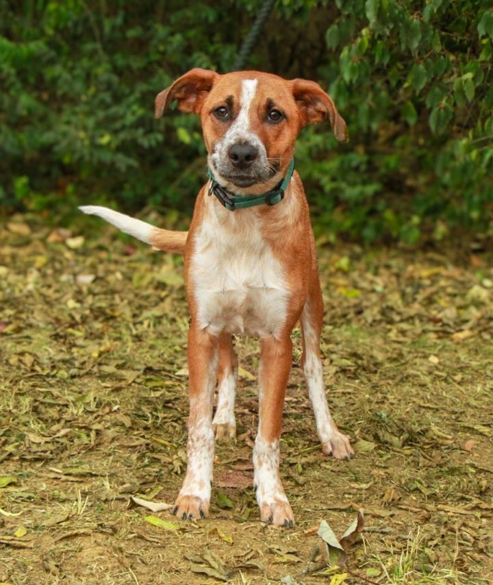 Australian shepherd ridgeback store mix