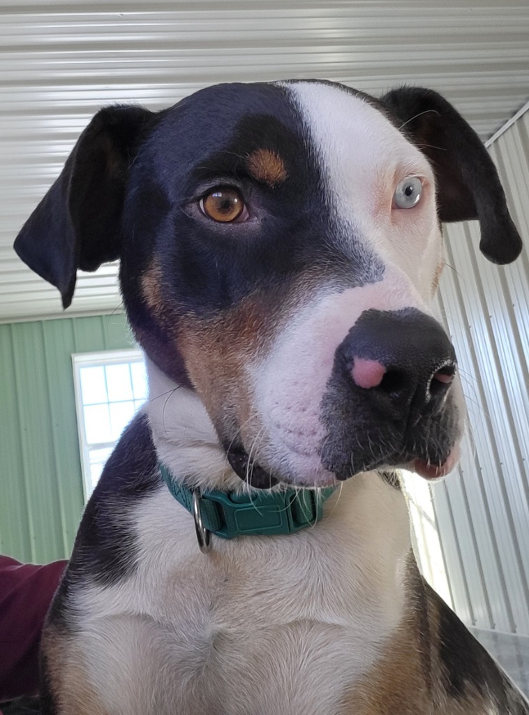 Ace, an adoptable Catahoula Leopard Dog, Pit Bull Terrier in Medford, WI, 54451 | Photo Image 1