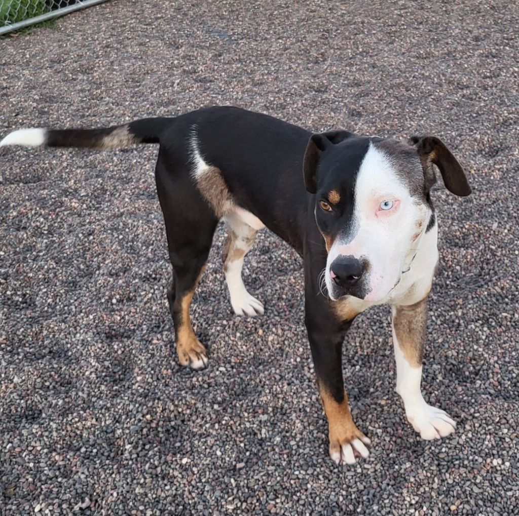 Ace, an adoptable Catahoula Leopard Dog, Pit Bull Terrier in Medford, WI, 54451 | Photo Image 3