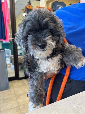 FARLEY, an adoptable Poodle, Mixed Breed in Norfolk, VA, 23502 | Photo Image 1