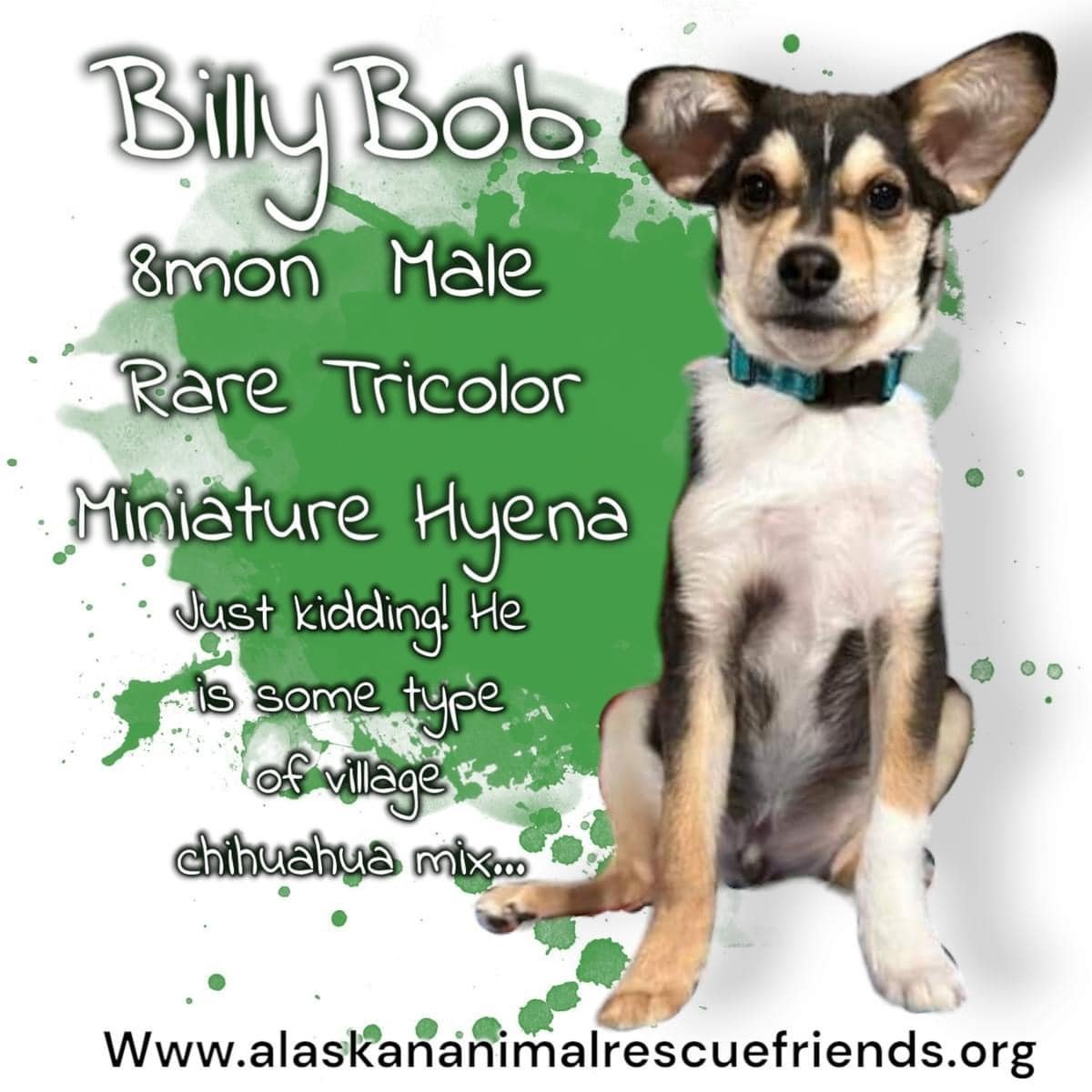 Billy Bob, an adoptable Chihuahua, Cocker Spaniel in Anchorage, AK, 99503 | Photo Image 1