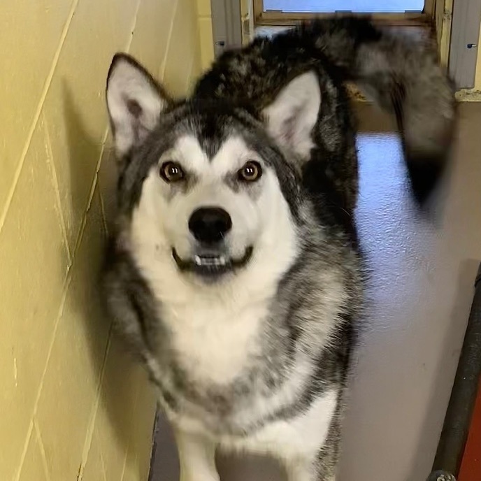 Dog for adoption - PEPPER (Neutered!), a Husky in Crossville, TN ...