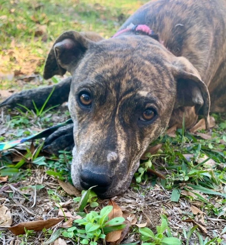 Black sales mouth catahoula