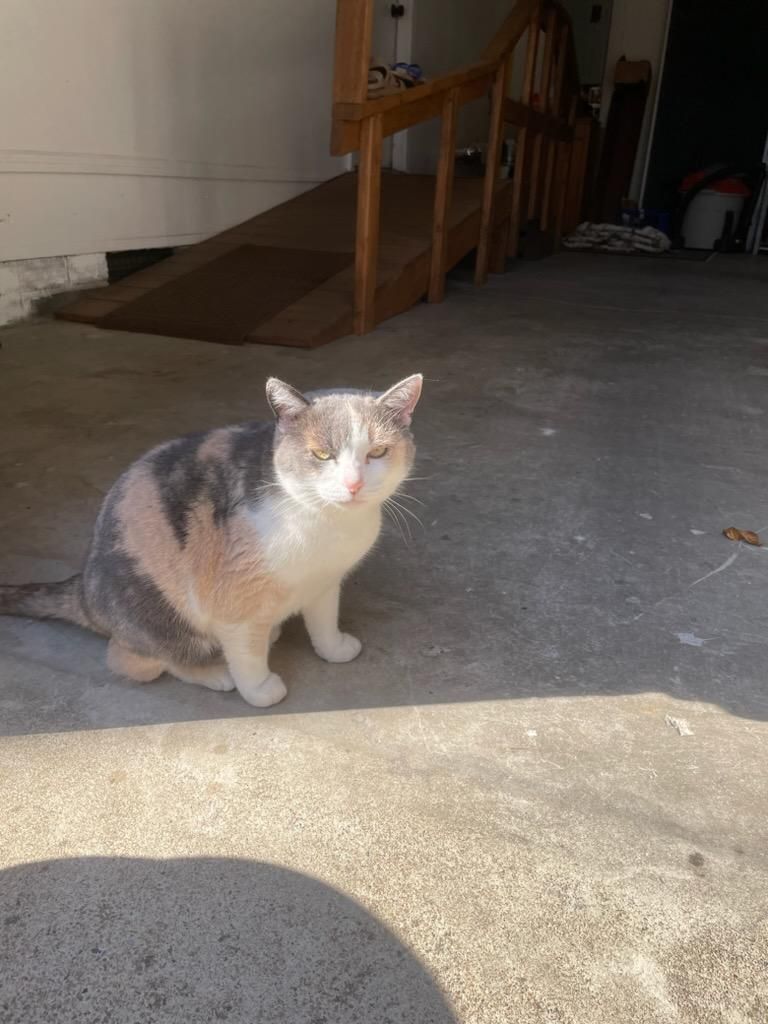 Callie, an adoptable Calico, Munchkin in Piney Flats, TN, 37686 | Photo Image 3