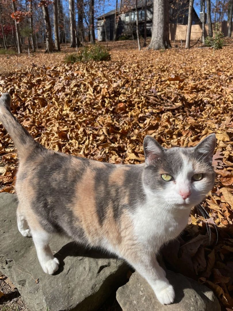 Callie, an adoptable Calico, Munchkin in Piney Flats, TN, 37686 | Photo Image 1