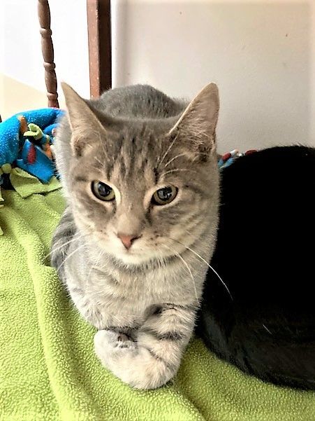 Gandalf