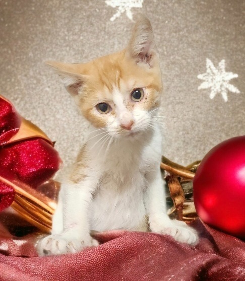 Mr. Gina, an adoptable Domestic Short Hair in El Dorado, AR, 71730 | Photo Image 1