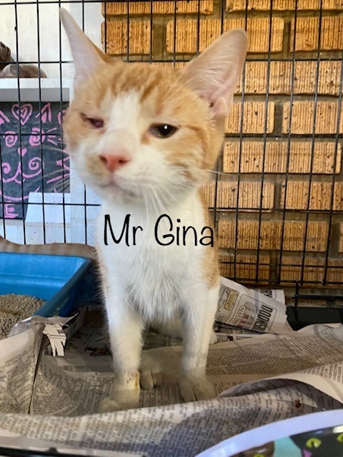 Mr. Gina, an adoptable Domestic Short Hair in El Dorado, AR, 71730 | Photo Image 2
