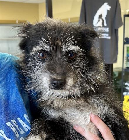 CHANG, an adoptable Rat Terrier, Mixed Breed in Norfolk, VA, 23502 | Photo Image 1