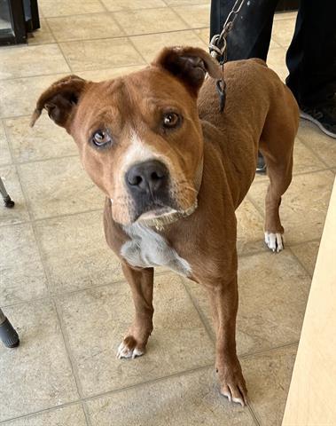 A071108, an adoptable Pit Bull Terrier in Norfolk, VA, 23502 | Photo Image 1