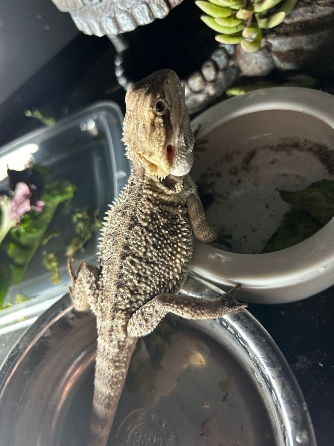 Reptile for adoption - Snuggles the Bearded Dragon, a Bearded Dragon in ...