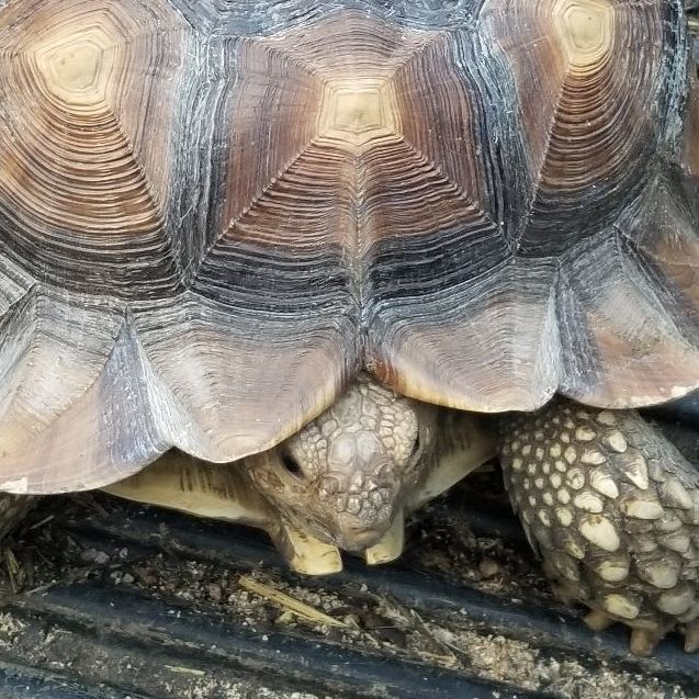 Petfinder tortoise hot sale