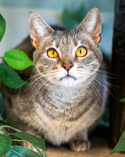 Blade, an adoptable Domestic Short Hair in Pequot Lakes, MN, 56472 | Photo Image 1