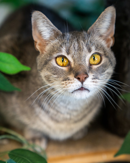 Blade, an adoptable Domestic Short Hair in Pequot Lakes, MN, 56472 | Photo Image 2