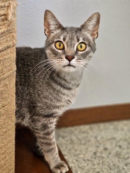 Blade, an adoptable Domestic Short Hair in Pequot Lakes, MN, 56472 | Photo Image 3