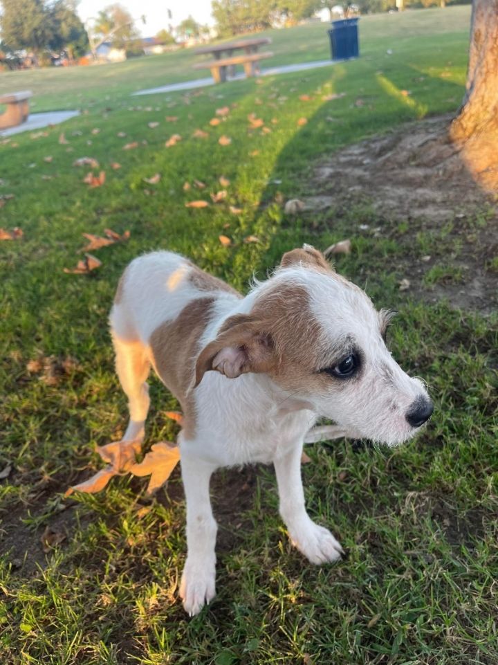 Border terrier and chihuahua 2024 mix