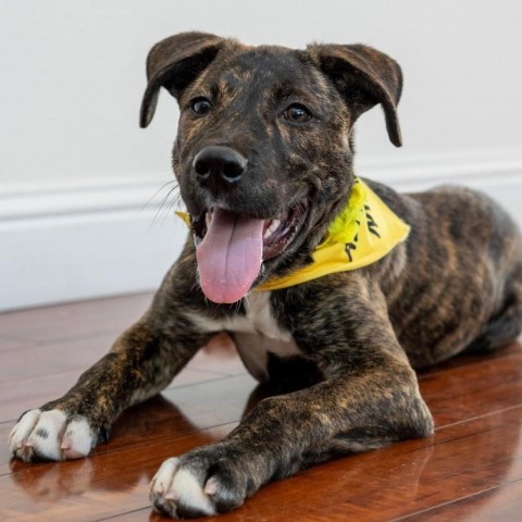 SIERRA, an adoptable Mixed Breed in Point Richmond, CA_image-1