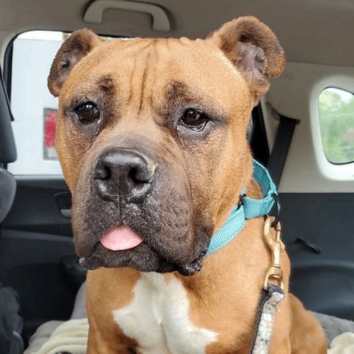 Dog for adoption Cookie a Bullmastiff Mix in Parkton MD