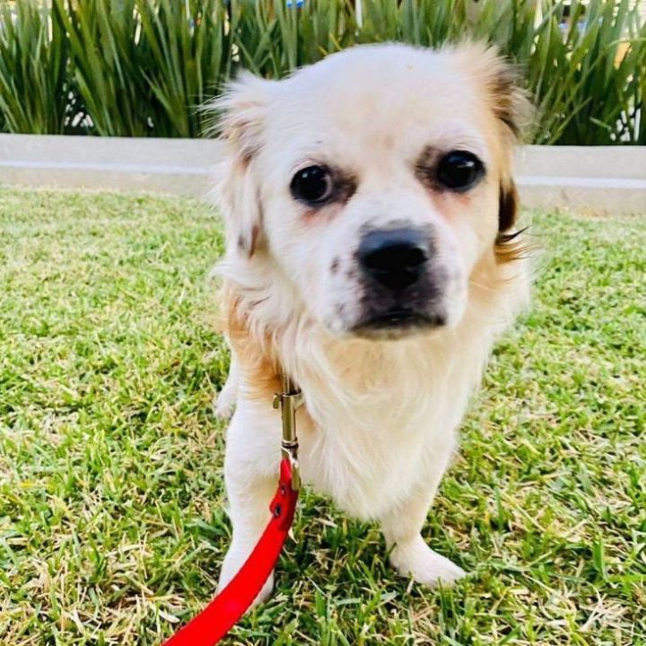 Japanese chin mixed with best sale shih tzu