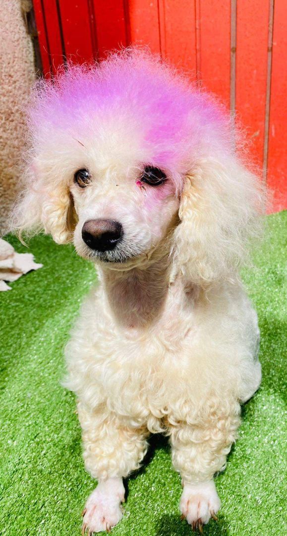 Petfinder toy poodle sale