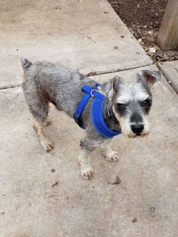 Adoptable Dogs Colorado Mini Schnauzer Rescue