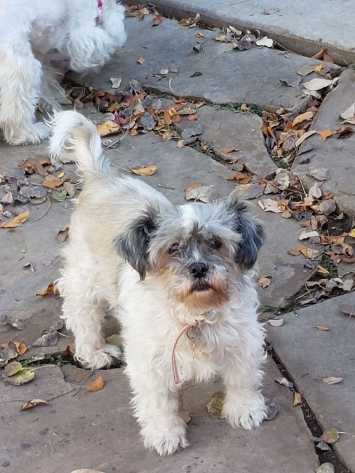 Shih tzu mixed store with miniature schnauzer